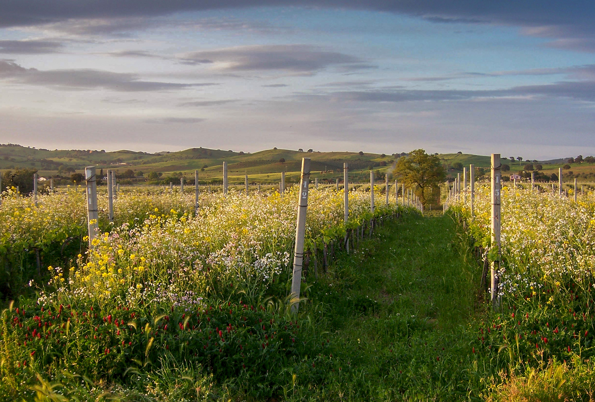 Querciabella Alberese Vineyards