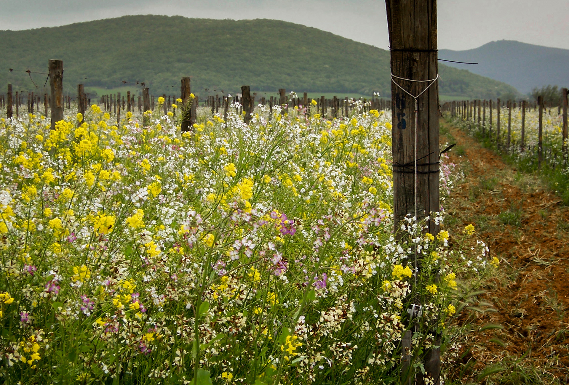 Cover crops blooming