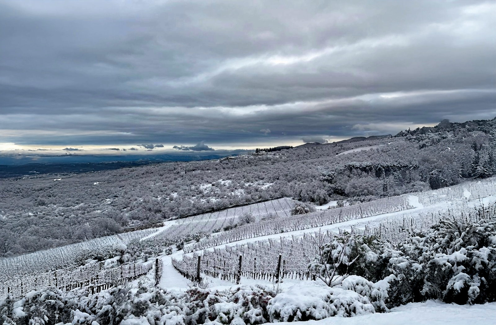 Querciabella vineyards covered by snow in Ruffoli